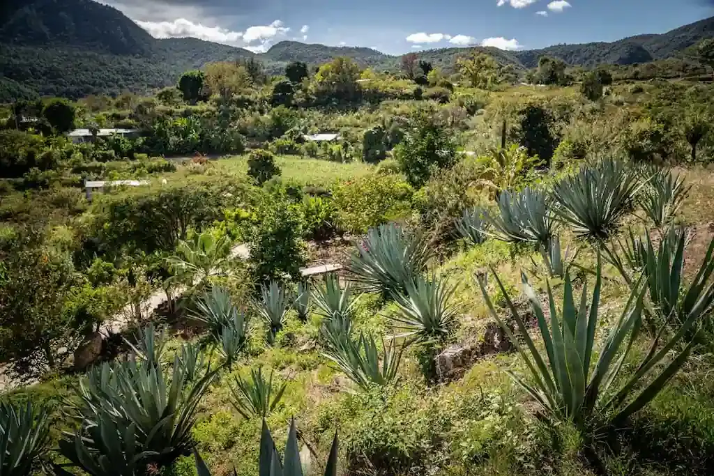 Agavenfelder in den Bergen von Oaxaca