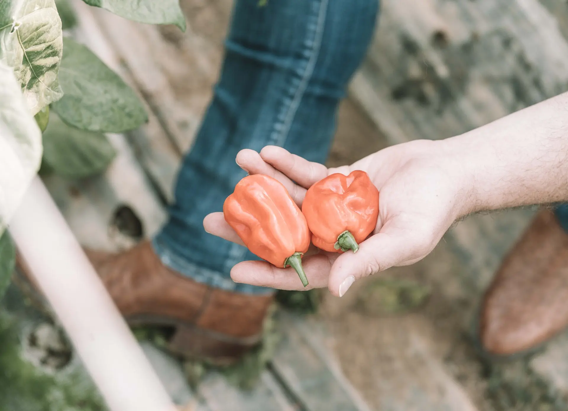 Hand mit frisch geernteten Habanero-Chilis