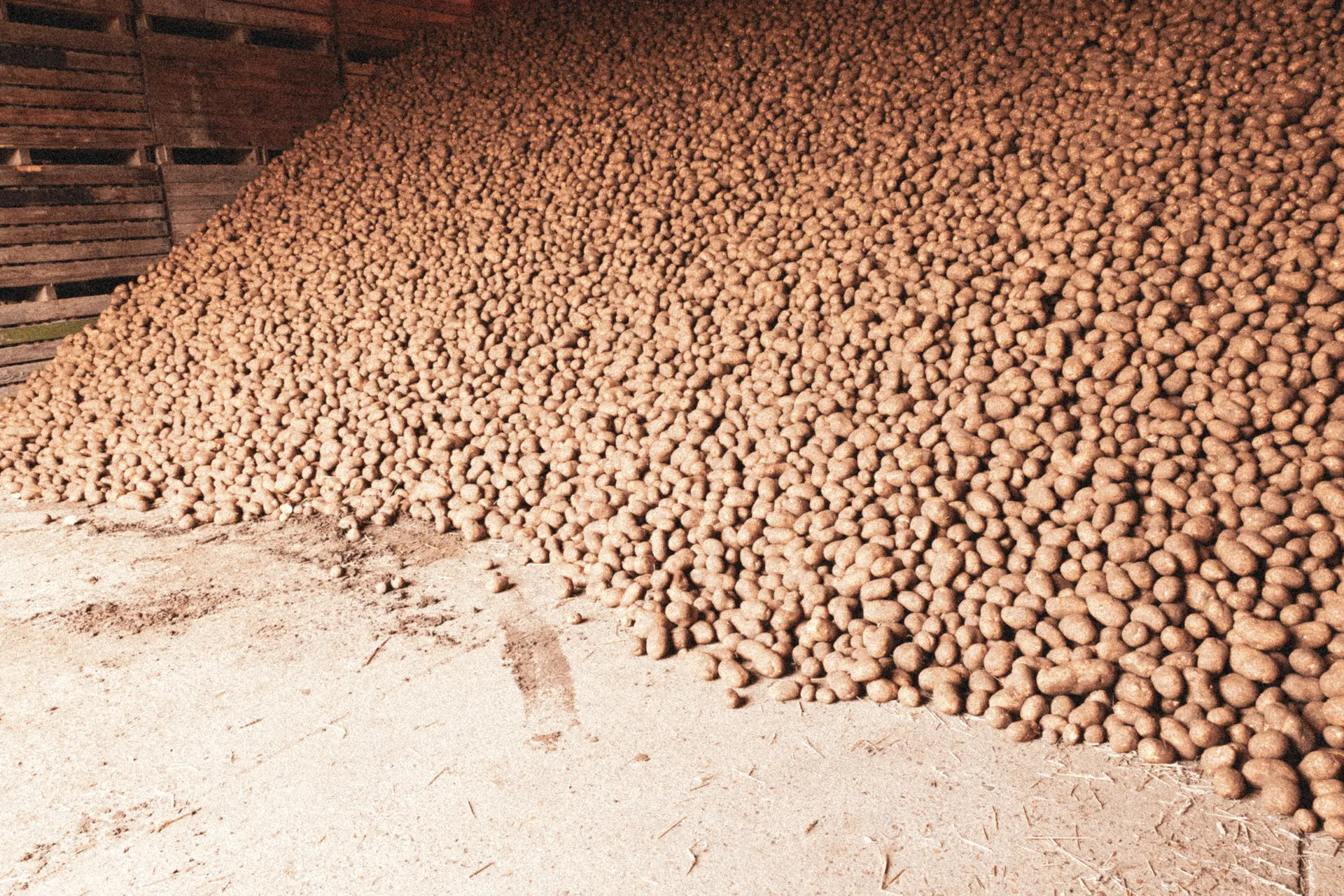 Pile of freshly harvested potatoes in storage