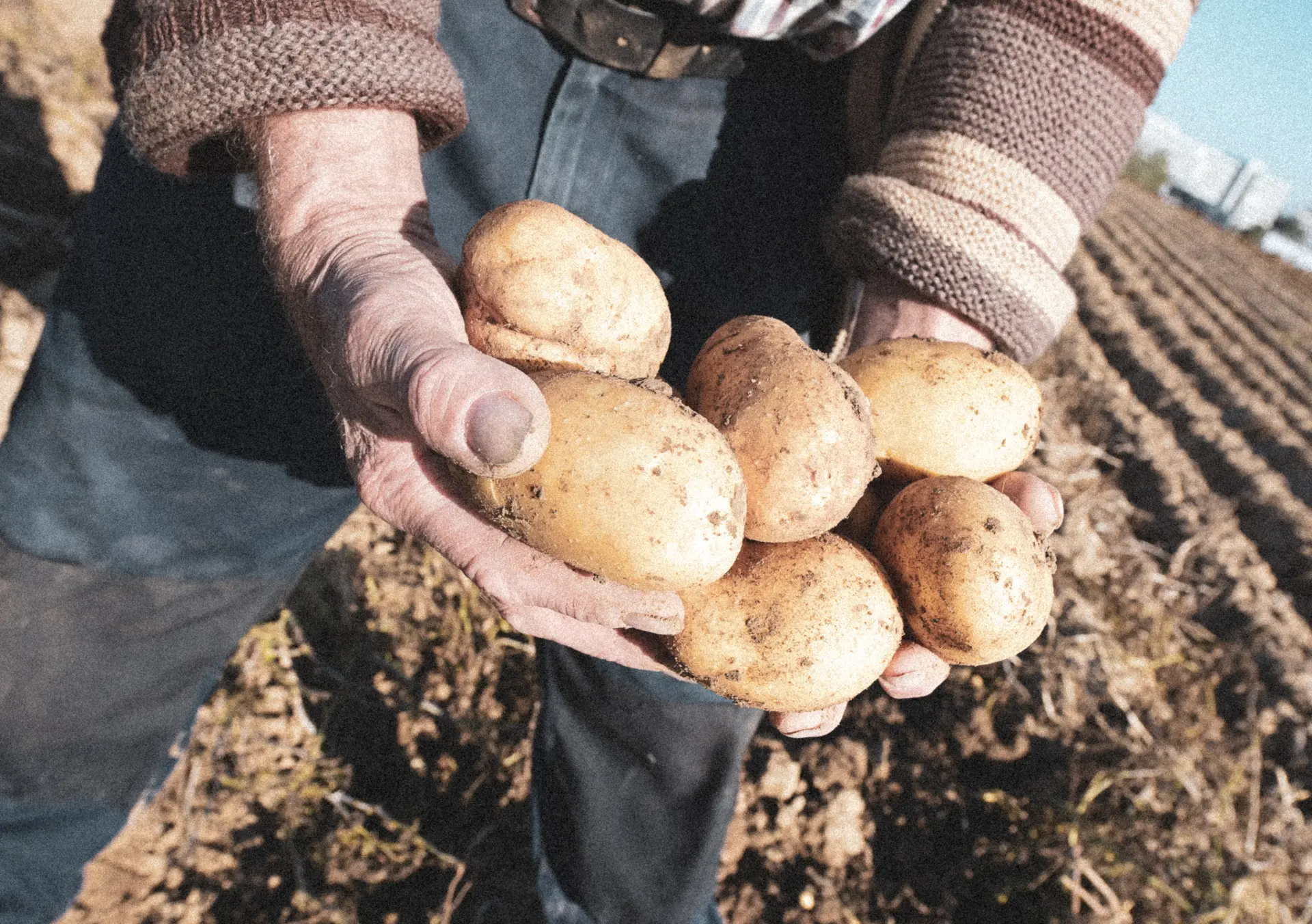 Hands full of freshly harvested potatoes