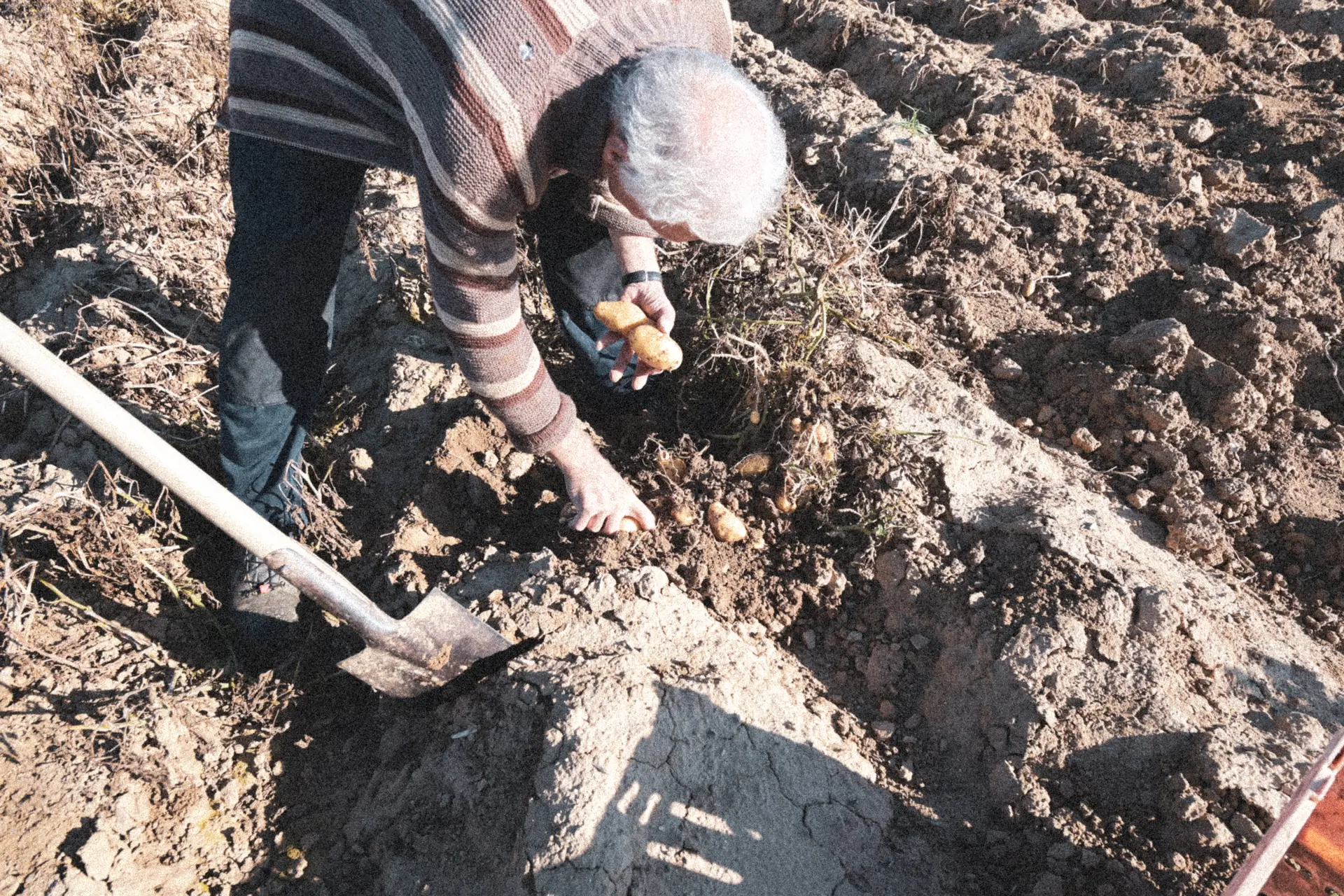 Farmer harvesting potatoes by hand