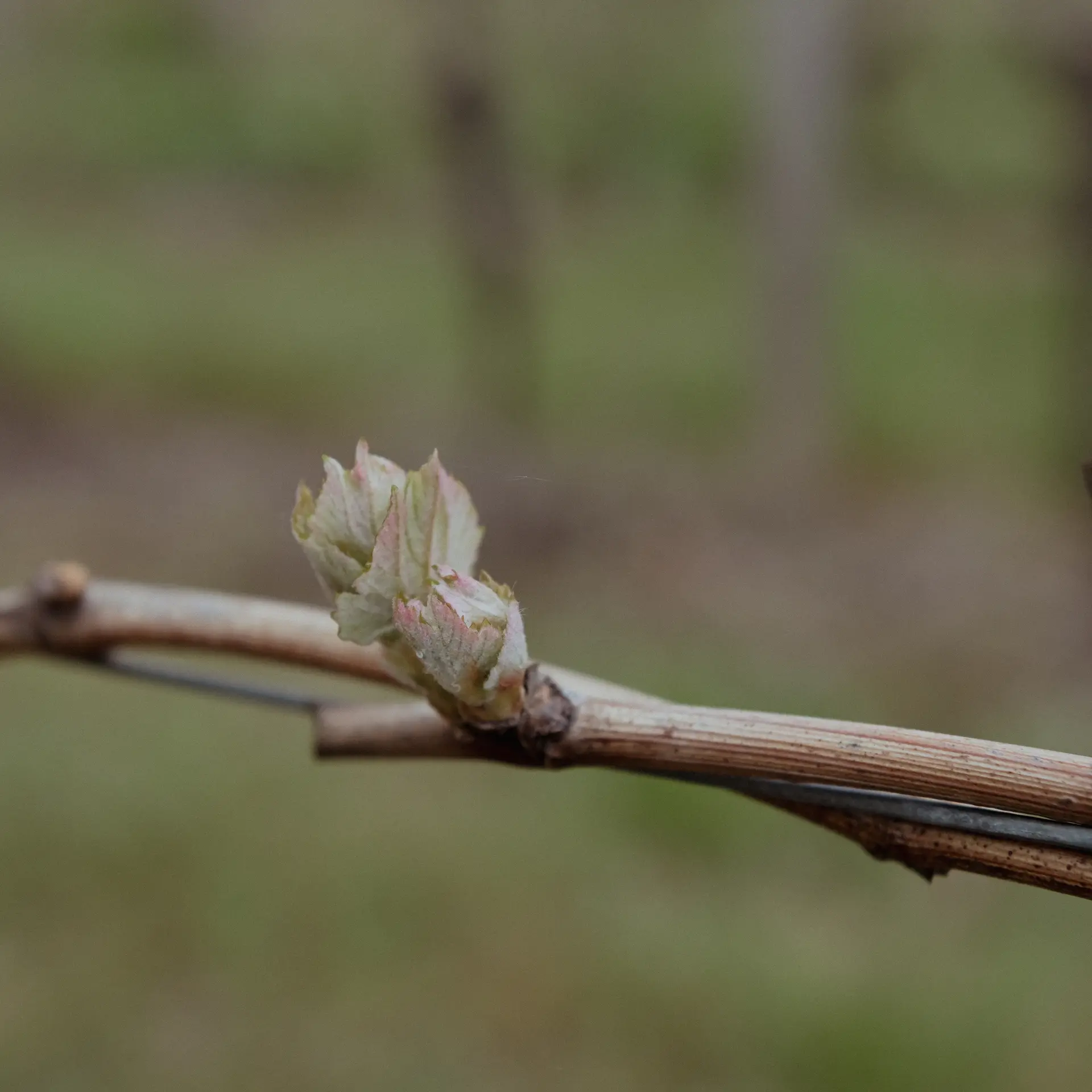 Budding shoot on a grapevine
