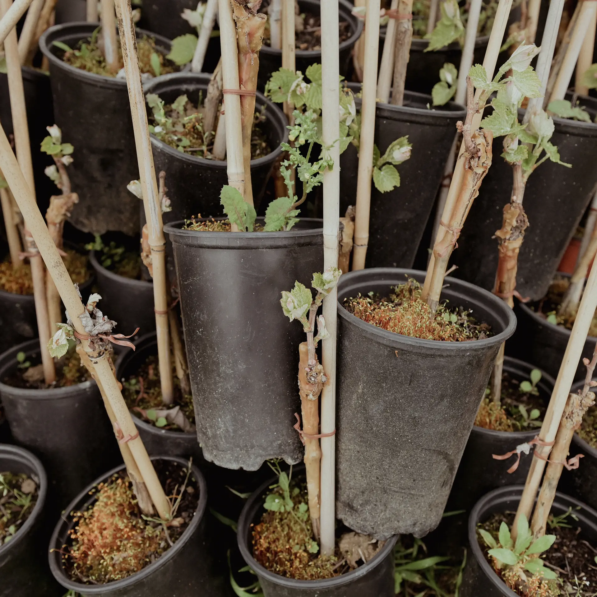 Young vines in pots in Gascony