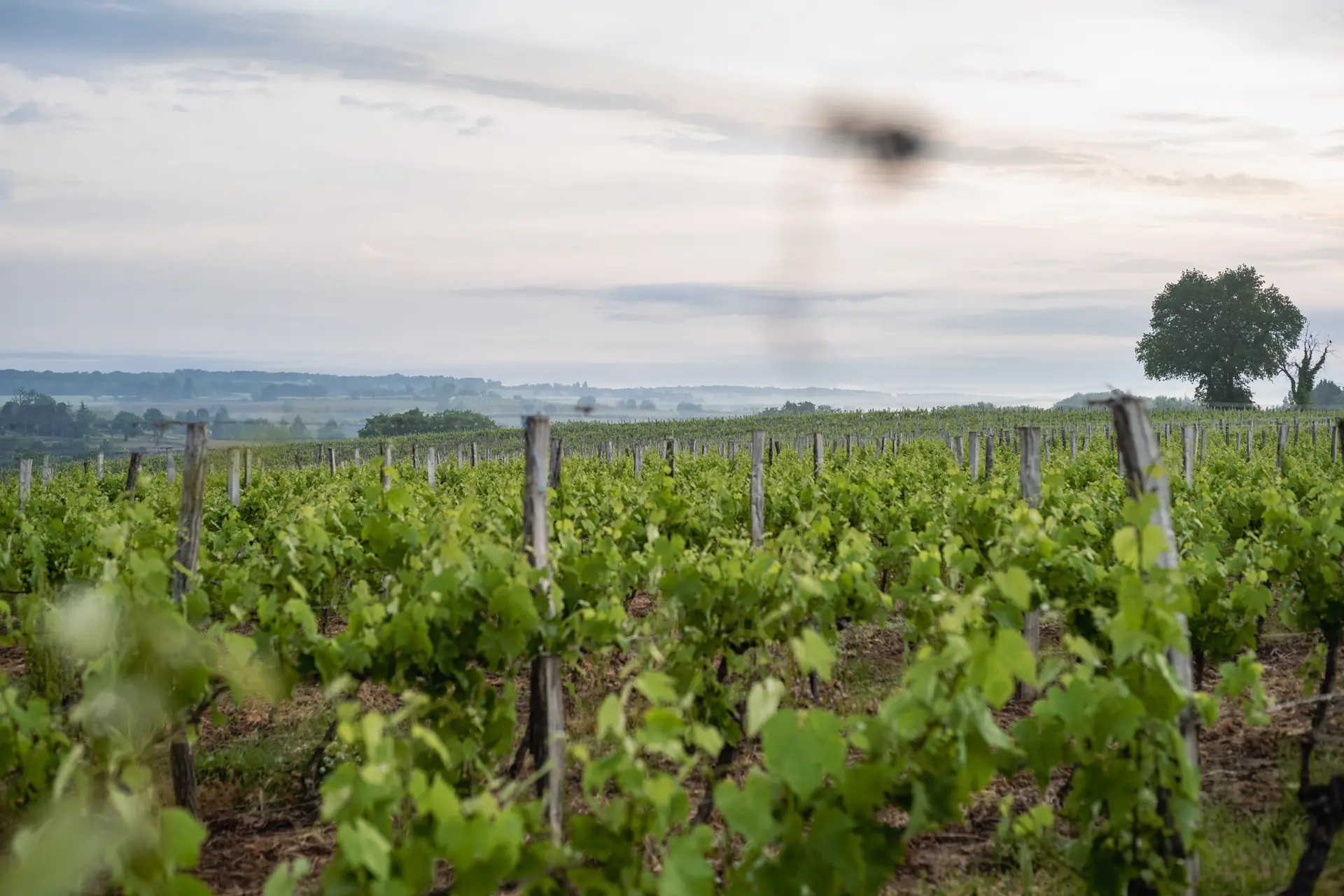 Vineyards in Gascony under a cloudy sky