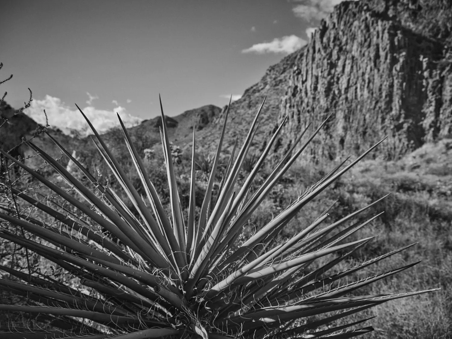 Wilde Dasylirion-Pflanze in der Chihuahua-W&uuml;ste