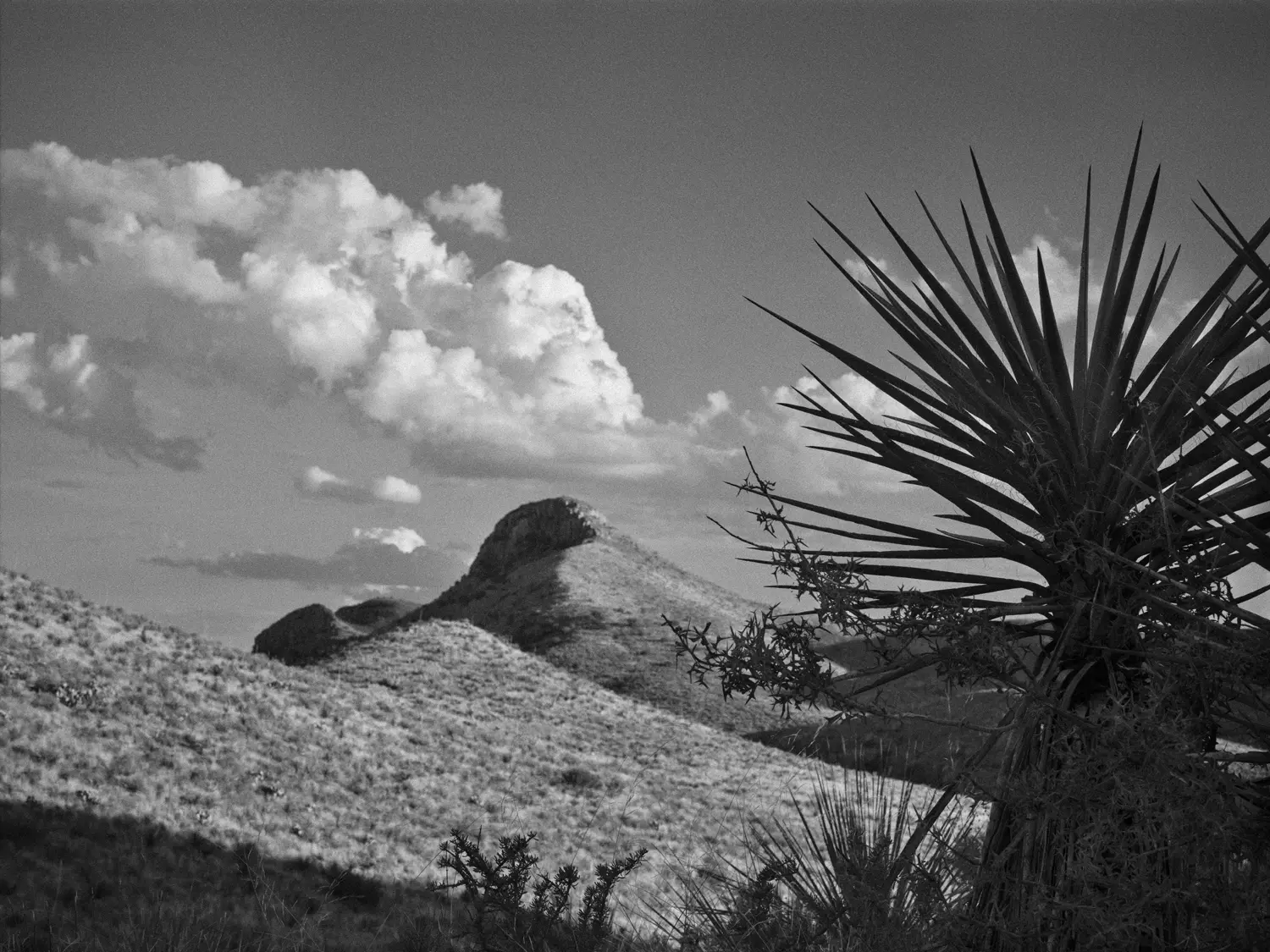 W&uuml;stenlandschaft mit Sotol-Pflanzen, schwarz-wei&szlig;