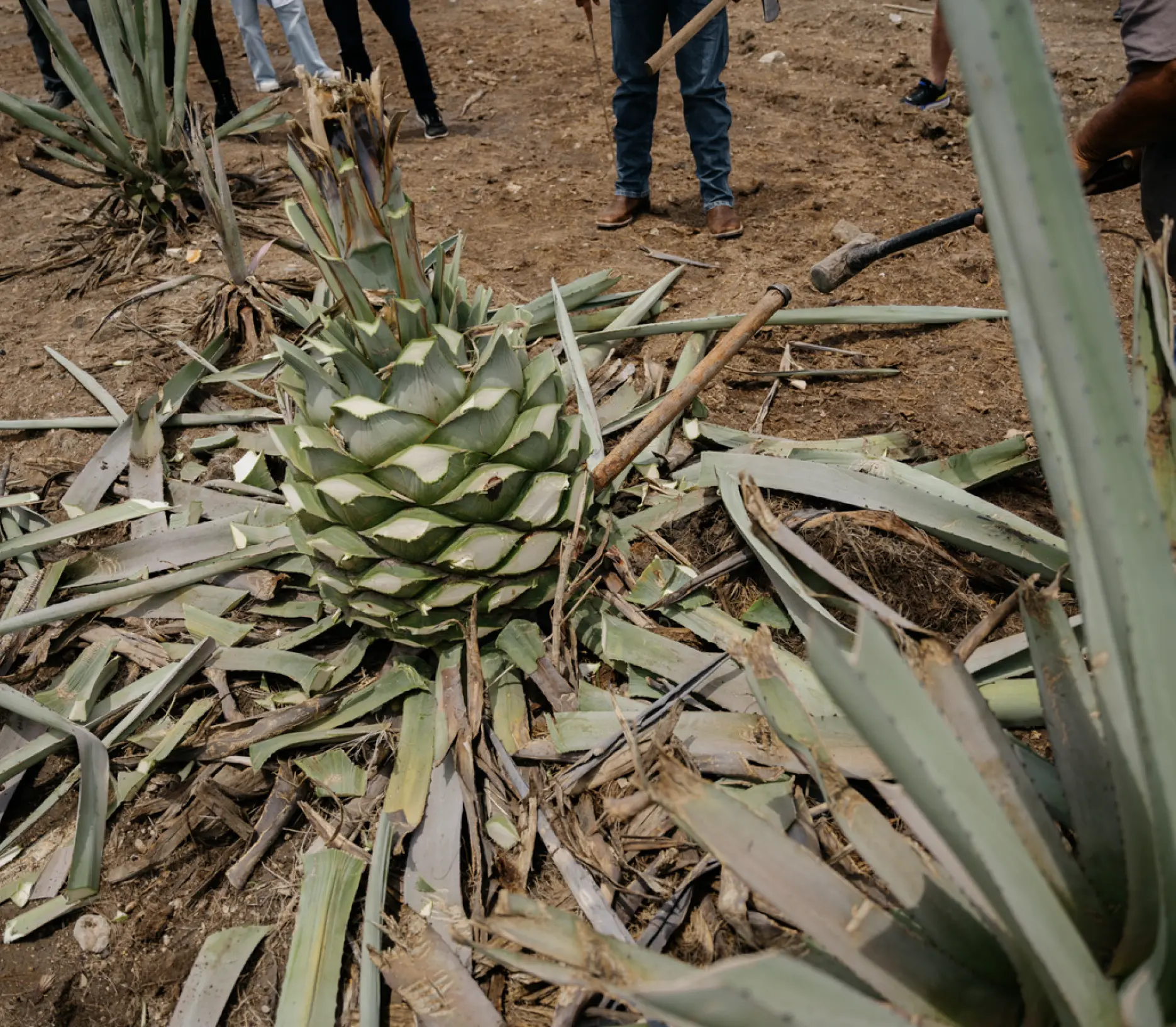 Harvested Espad&iacute;n agave in the field