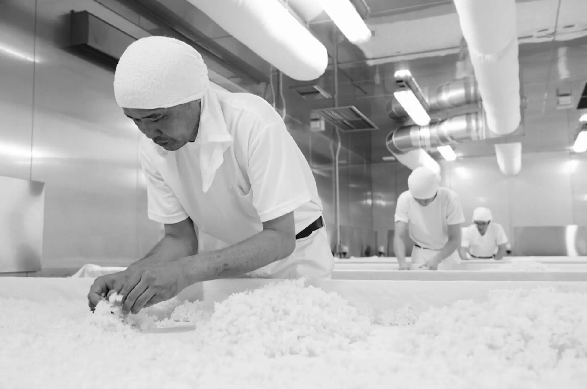 Sake brewer working with steamed rice