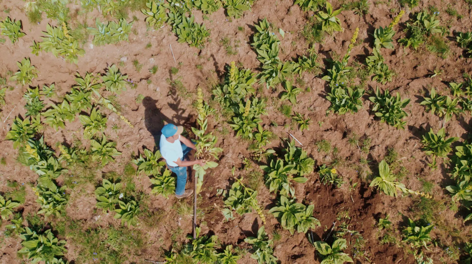 Gentian harvester on a slope, seen from above
