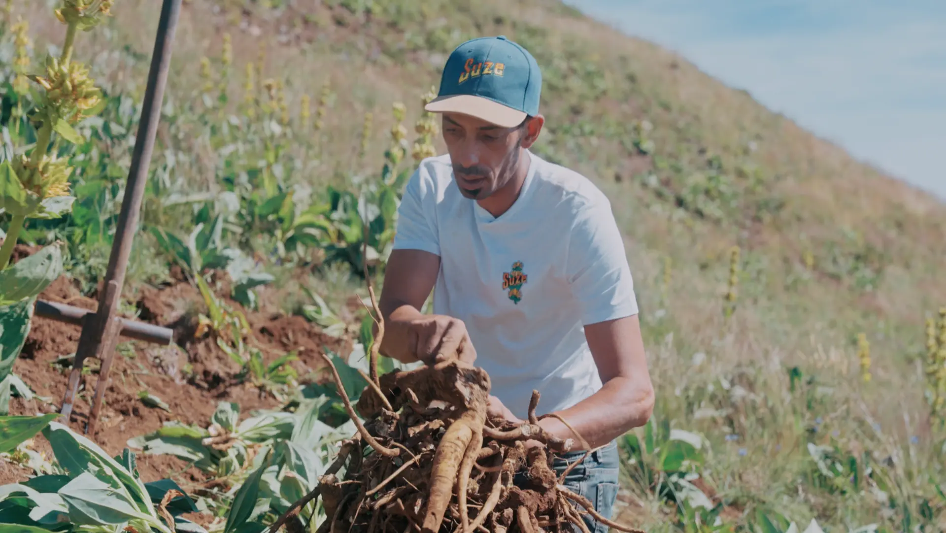 Harvester pulling gentian roots from the ground