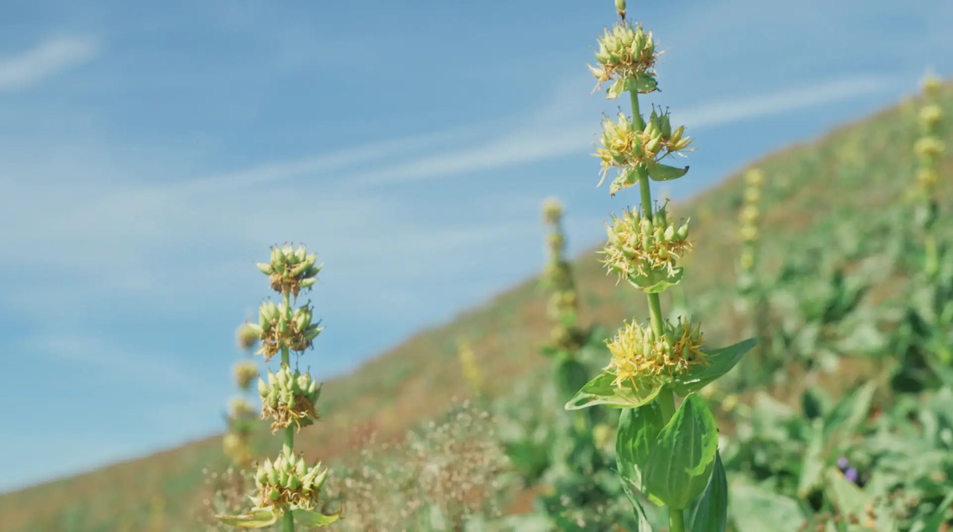 Flowering yellow gentian on a mountain meadow