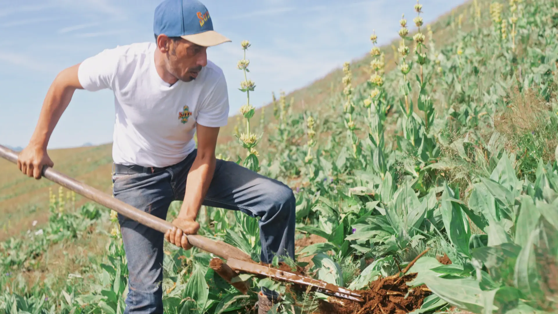 Harvester digging up gentian roots