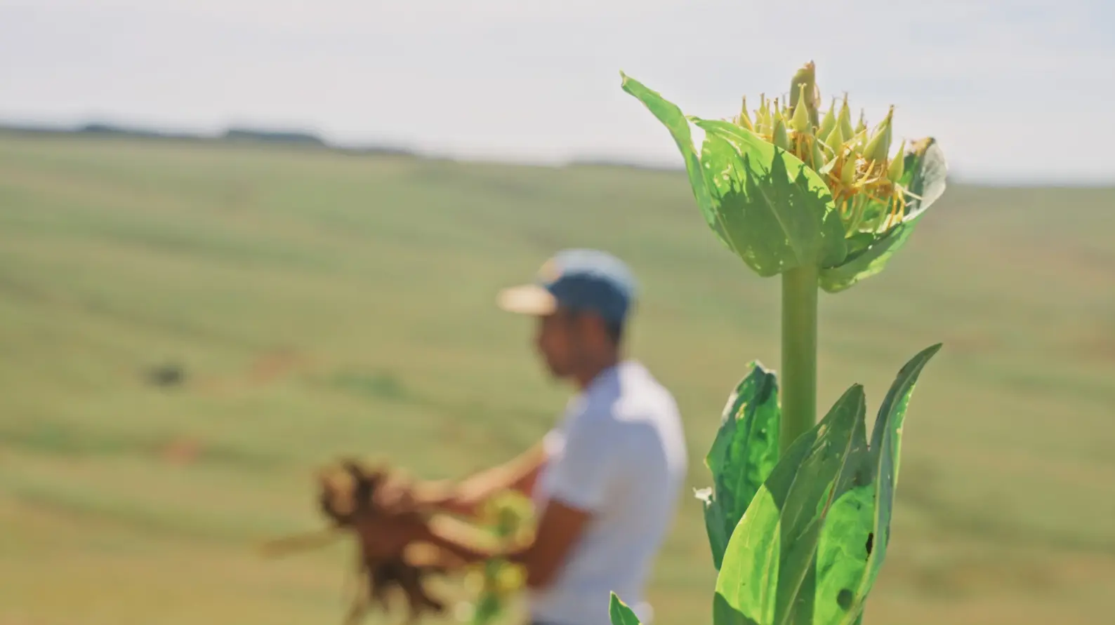 Yellow gentian in front of a harvester